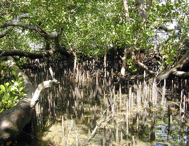 mangrove