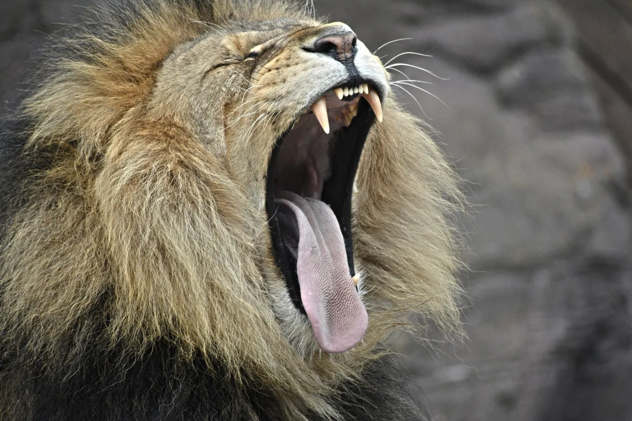 lion-1209525_1920508d0.jpg