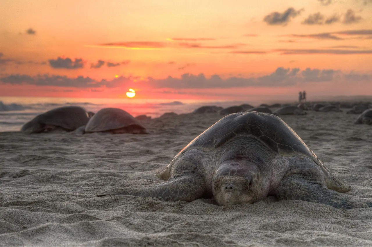 Sea turtles on a beach.