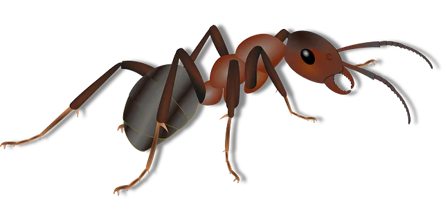 ant