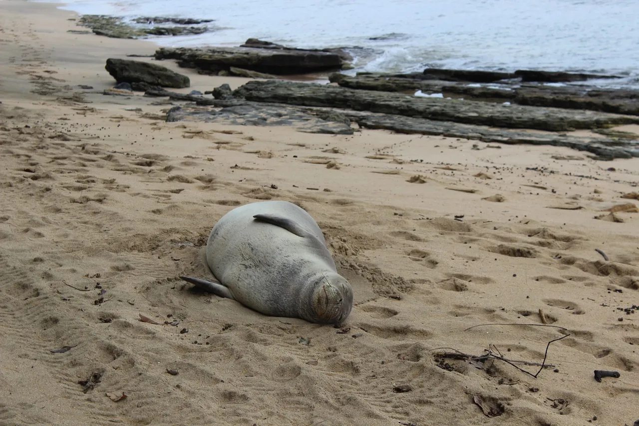 A sleeping monk seal