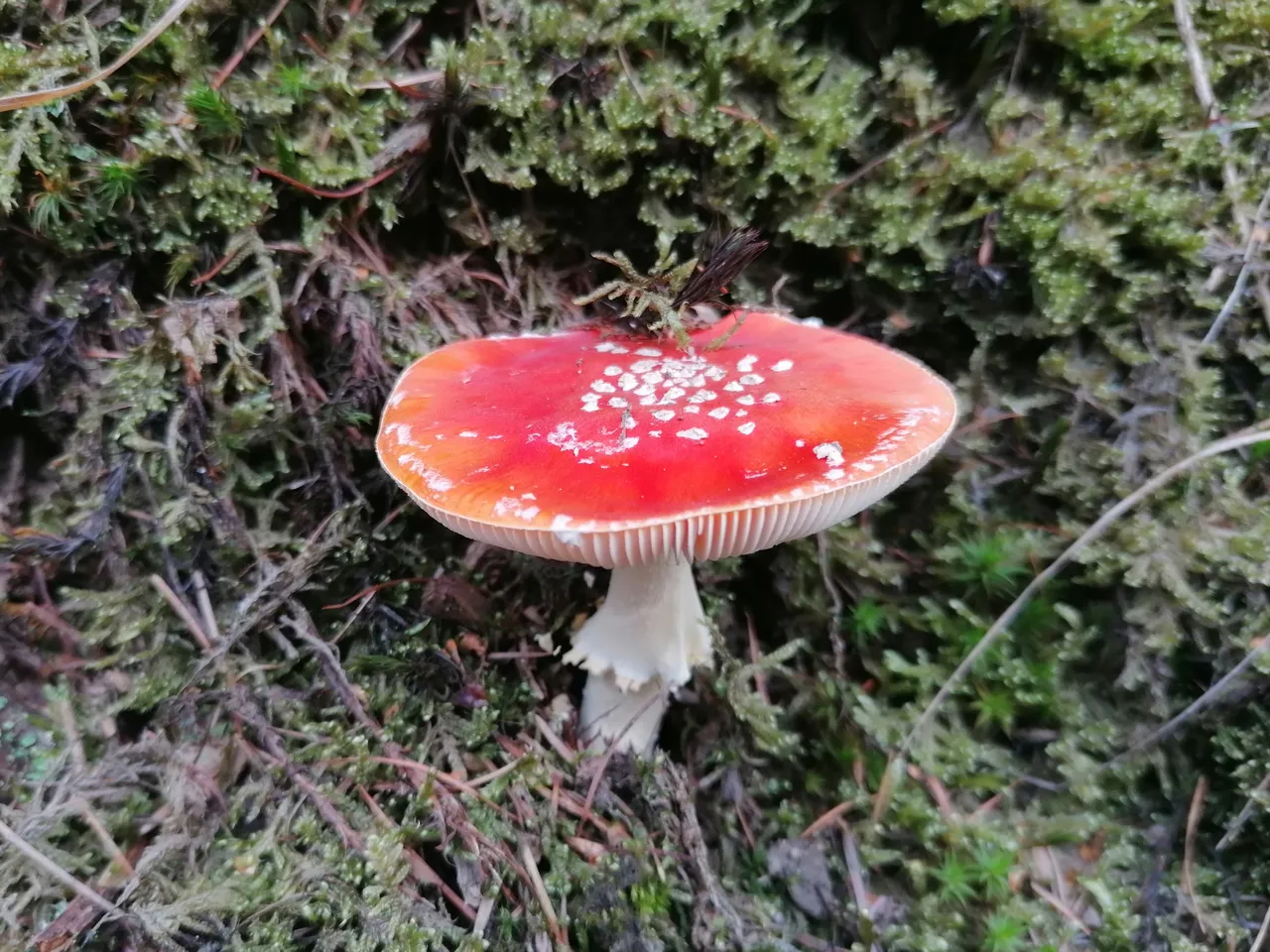 Fungi01.jpg