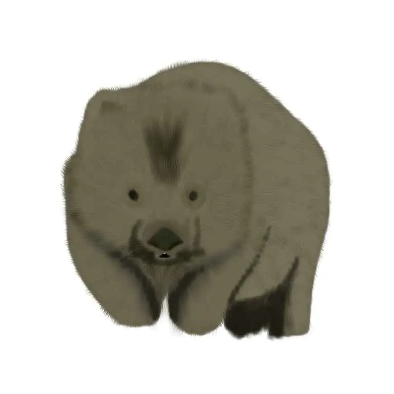 Wombat3.jpg