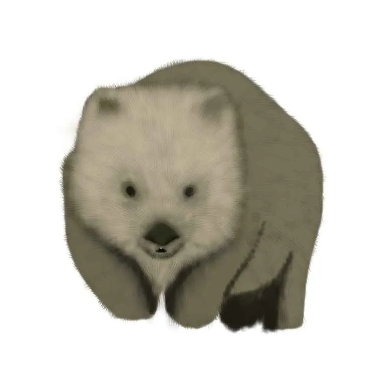 Wombat4.jpg