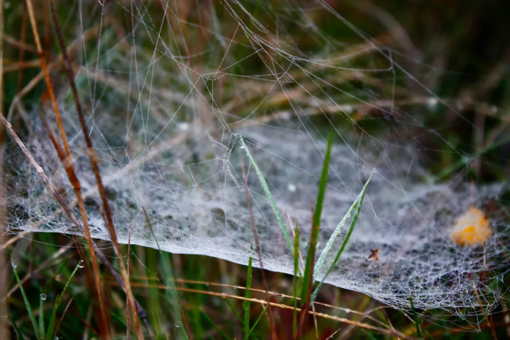 _MG_8356.jpg