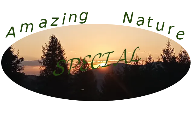 ans.png