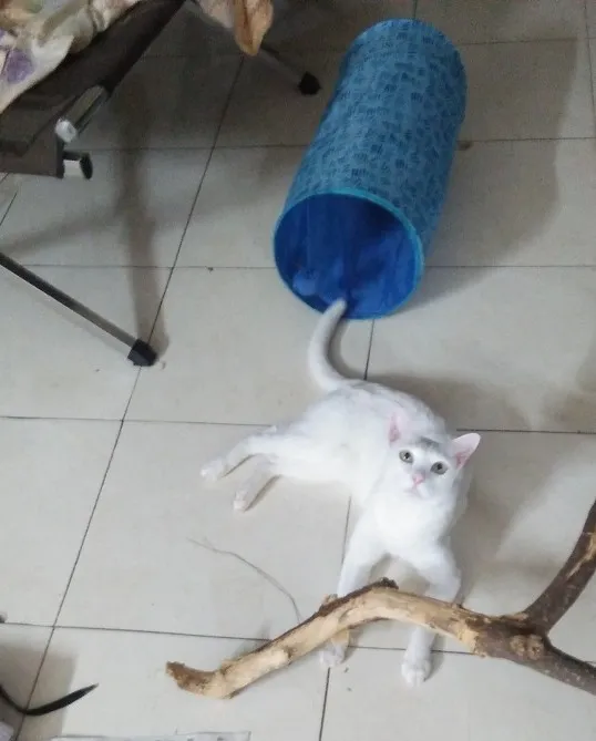 mochi.jpg