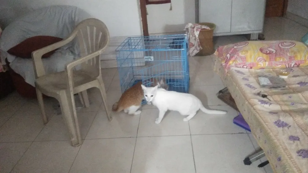 cage1.jpg
