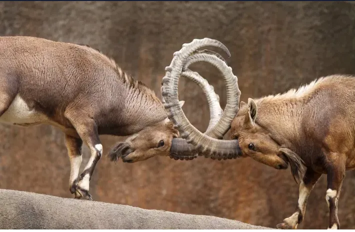 fight.png