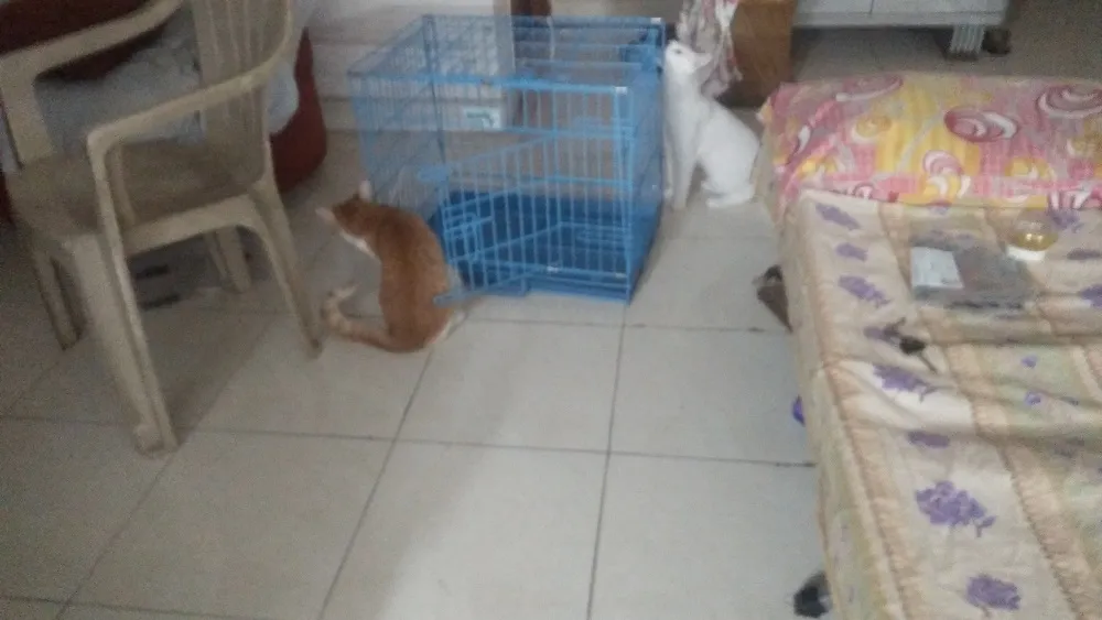 cage2.jpg