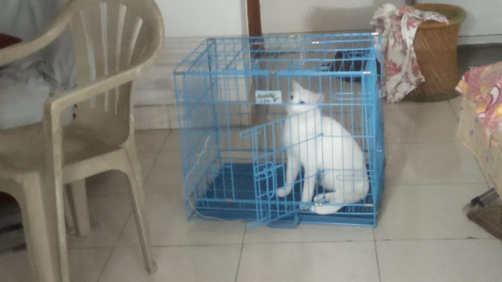cage3.jpg