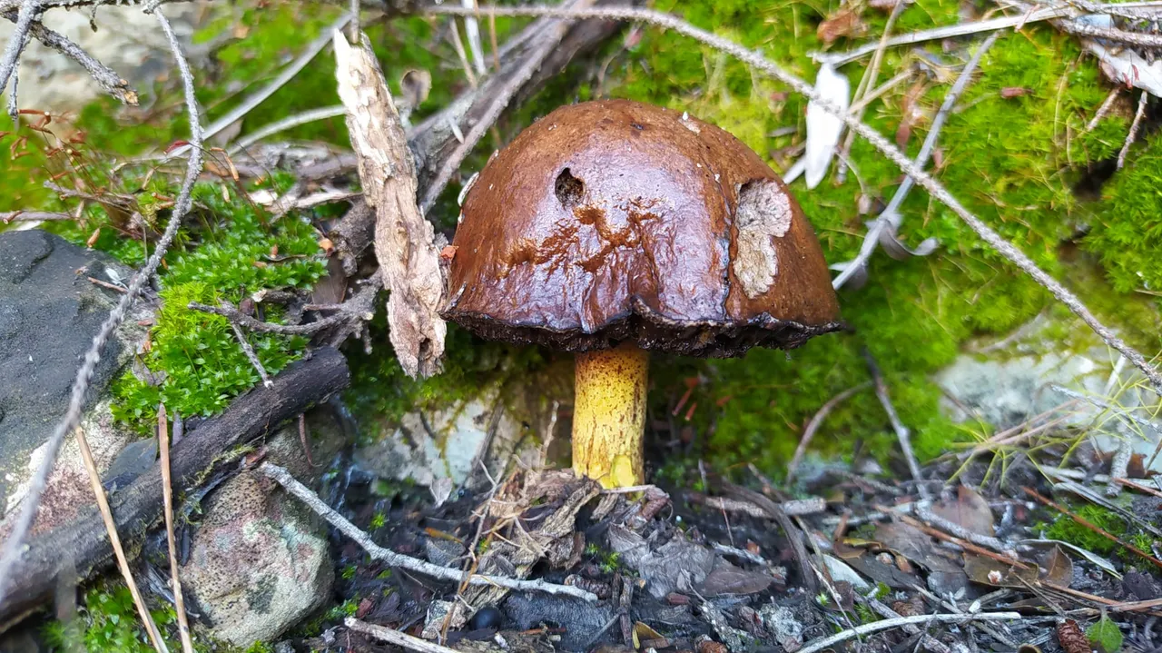 Fungi1.jpeg