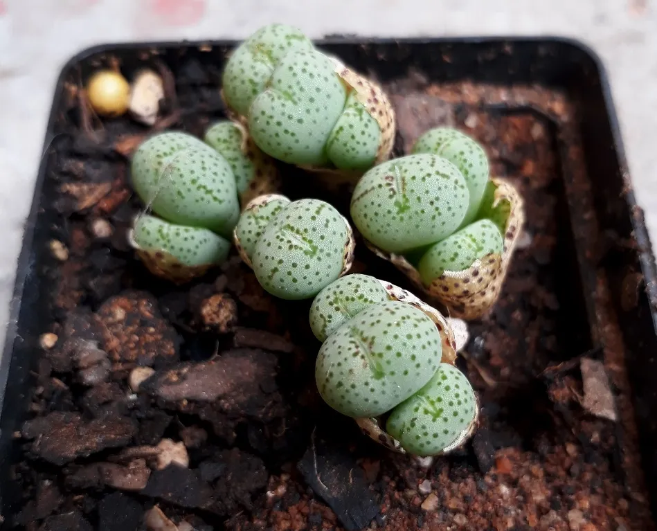 conophytum.jpg