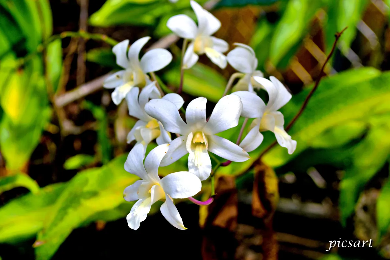 Orchid1.jpg