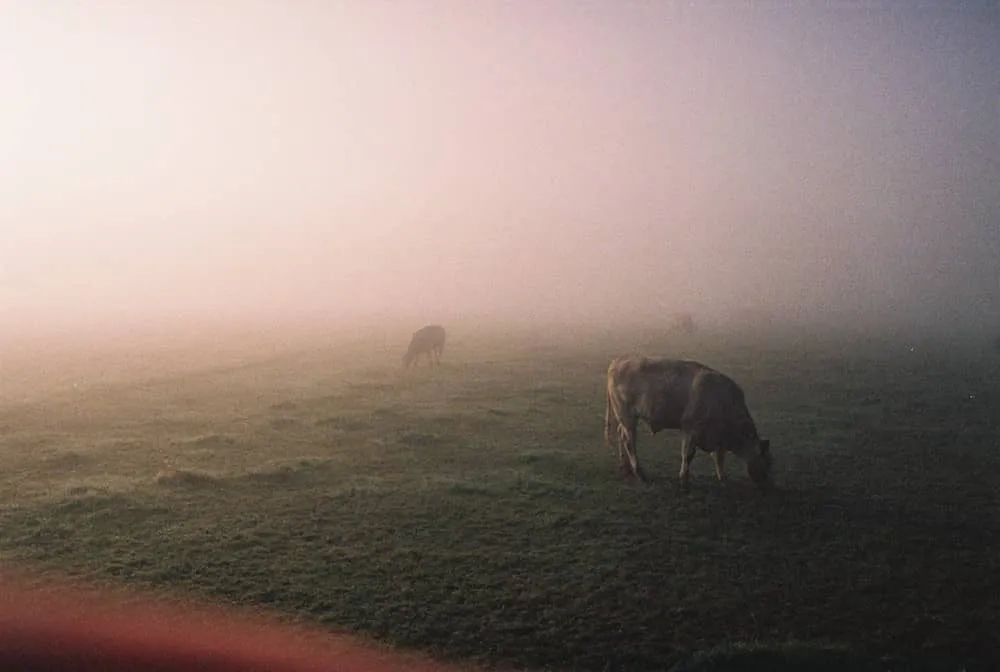 cows in a foggy morning