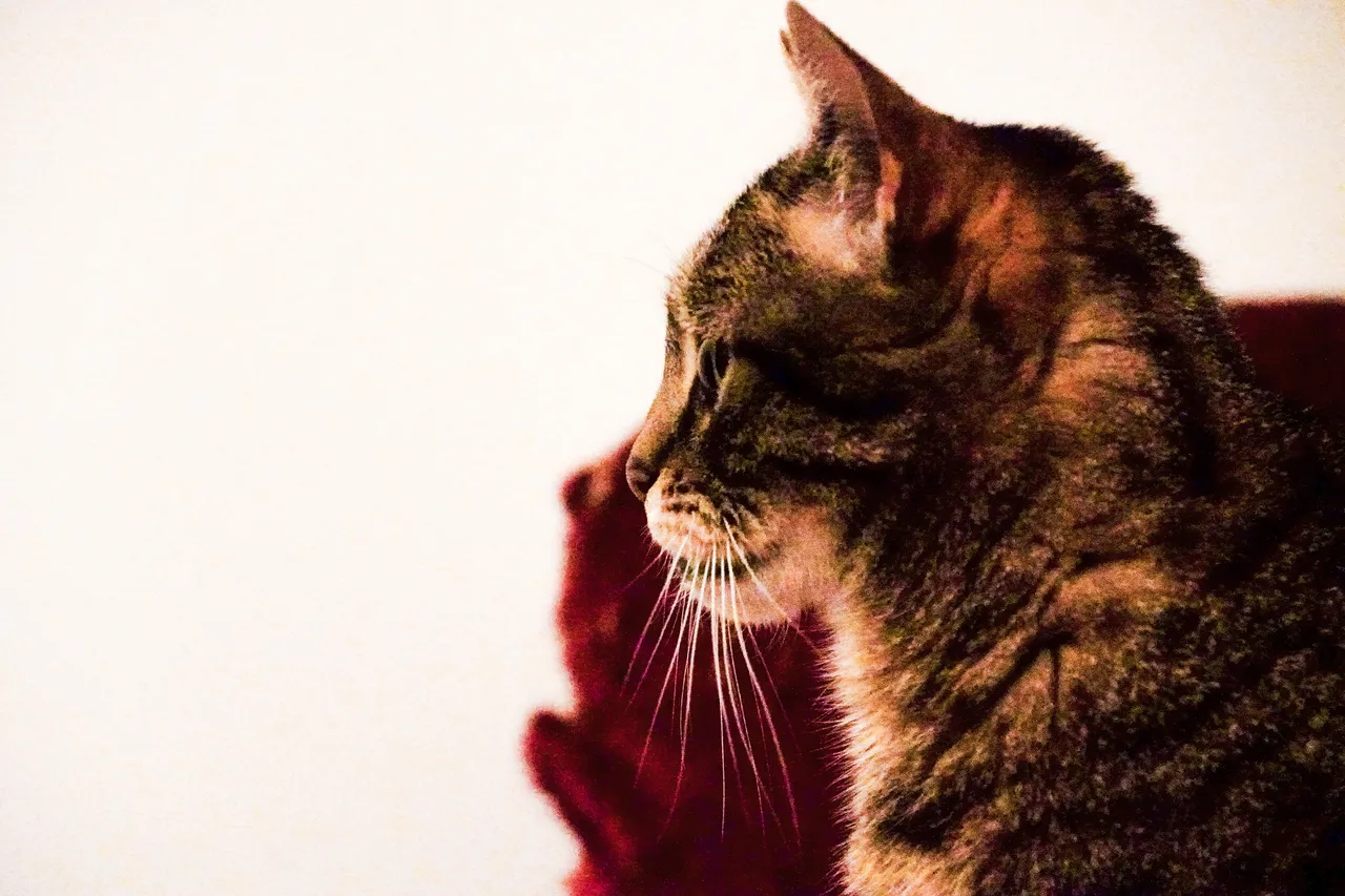 Mi-Shu is very camera shy! I needed to make this shot in a almost dark room with ISO 32000 f2.8 (my attempt to excuse the grainy image lol )