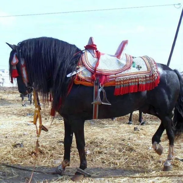 chaval marocain .jpg