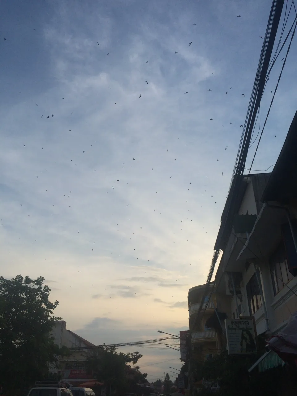 I like how they dance in the sky.