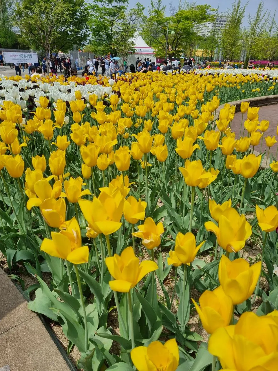 Spring Festivals. International Flower Exhibition in Korea