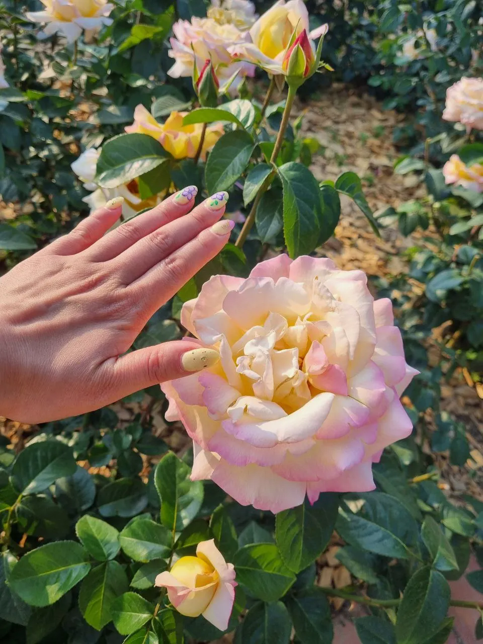 Rose Festival in Korea
Фестиваль роз в Корее 2022