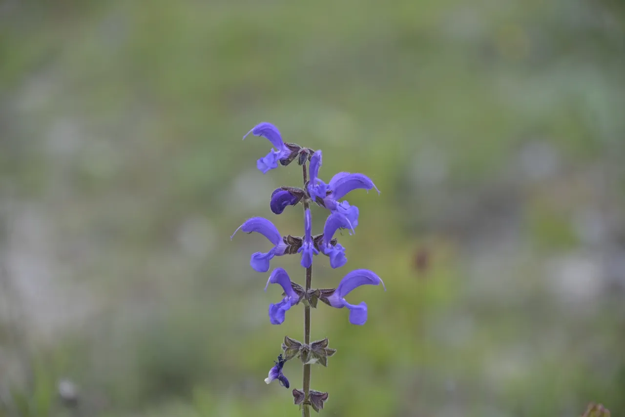 _DSC7768.JPG