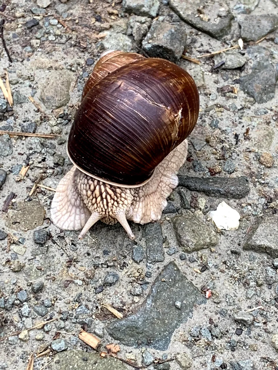 Wędrowiec spotkany pod Wysoką