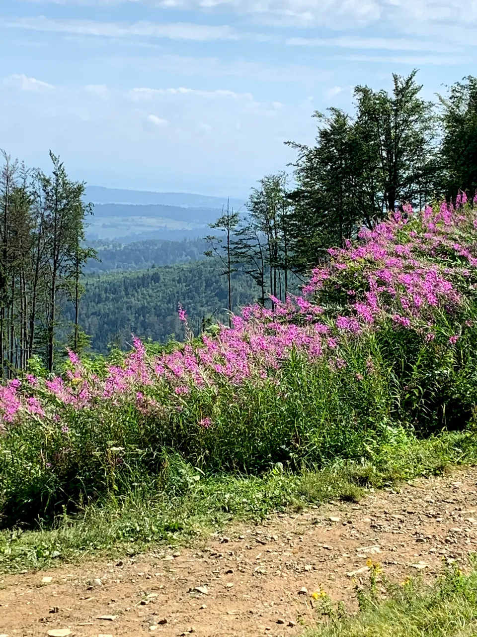 Widok spod schroniska na Hali Krupowej