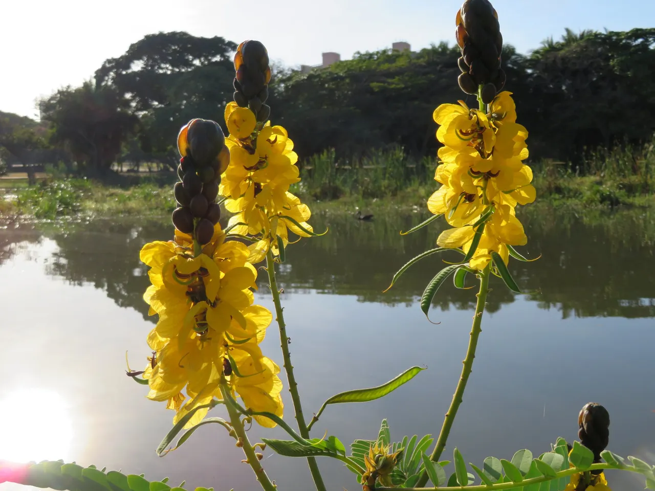 Yellow Blooms