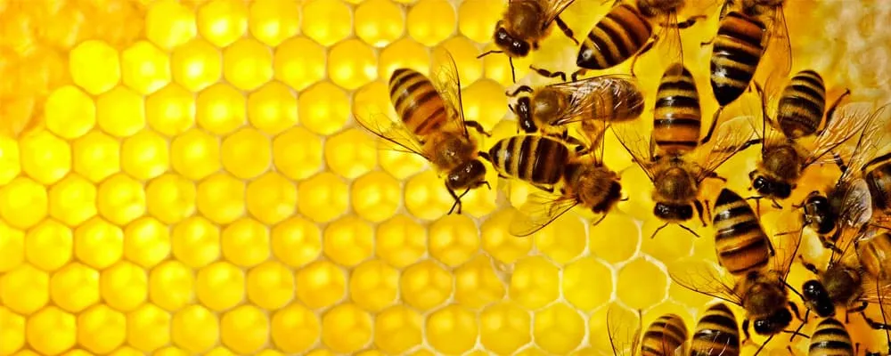 Bees