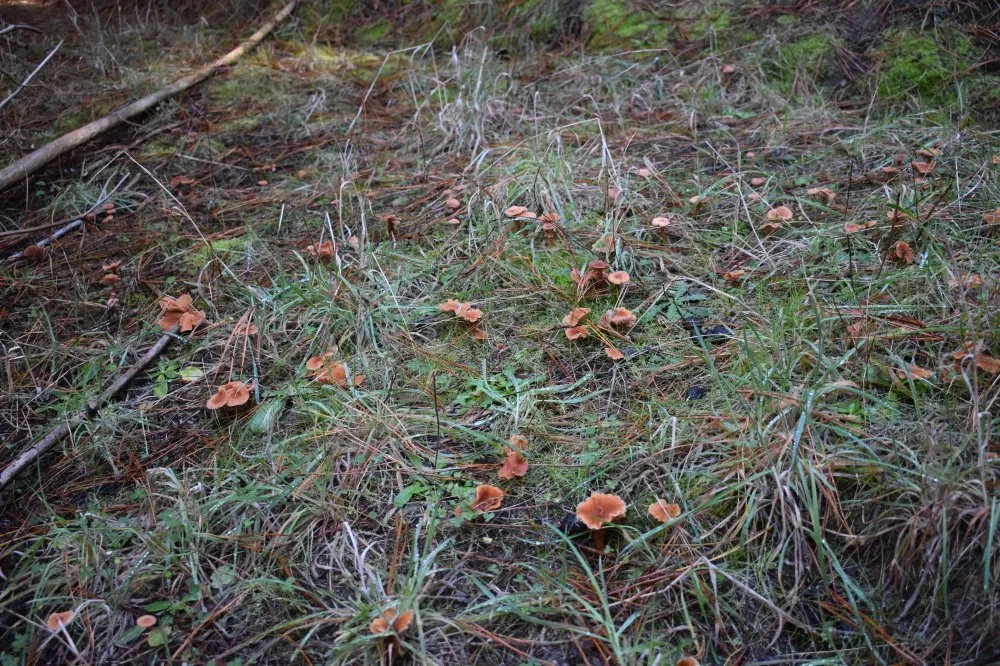 A whole field of Laccaria