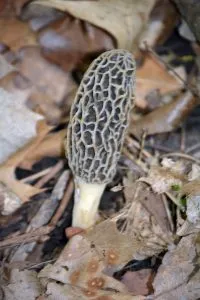 Morel Mushroom