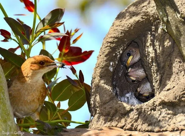 Ein Hornero Nest