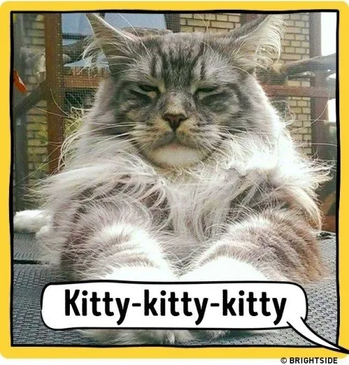 ahloo-kucing1f2cf7.md.jpg