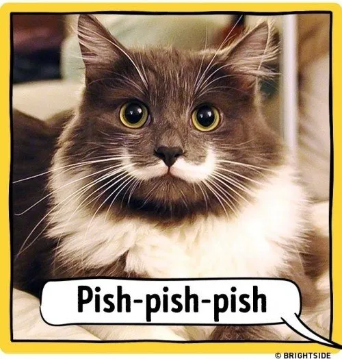 ahloo-kucing33e765.md.jpg