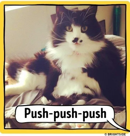 ahloo-kucing79cff9.md.jpg