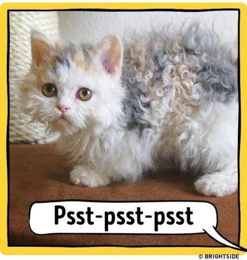ahloo-kucing8cd905.md.jpg