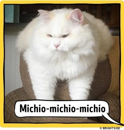 ahloo-kucing91d5ce.md.jpg