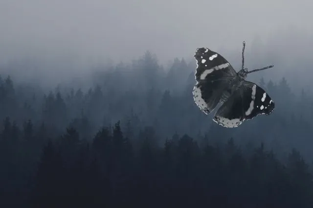 Four Funky Flutterby Fotos Times Two