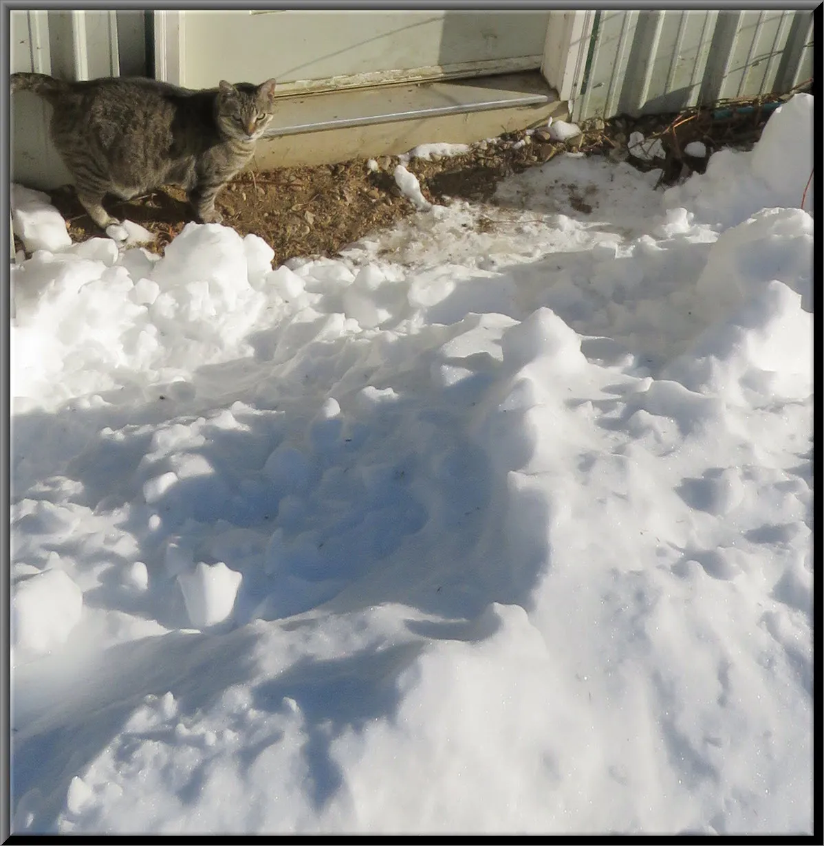 JJ standig on dry spot by door at bottom of mound of snow that came off garage roof.JPG