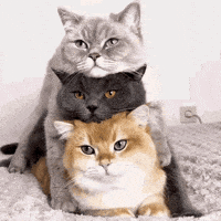 GIF by San Diego Zoo Wildlife Alliance