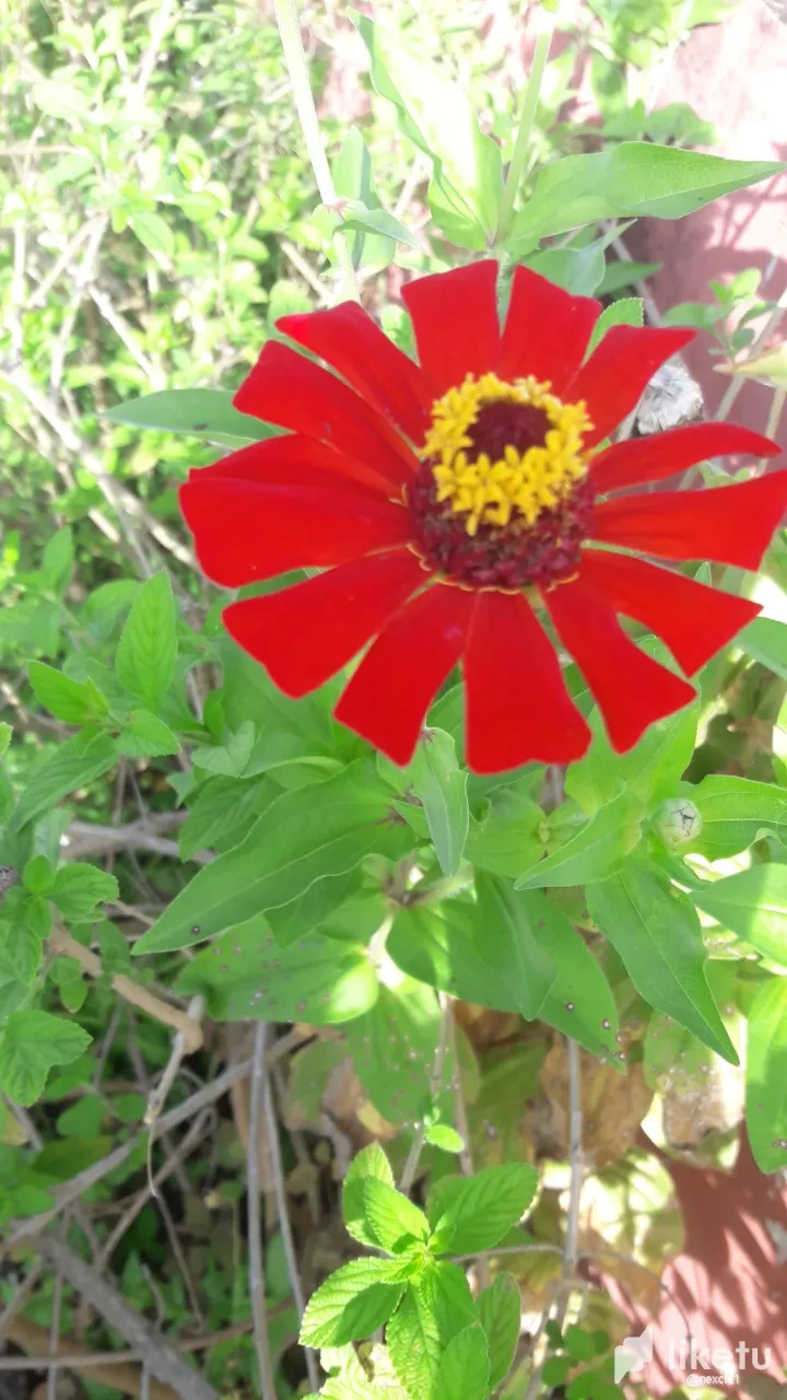 cleu7ji61002n4nszasjt6449_Coqueta_1.webp