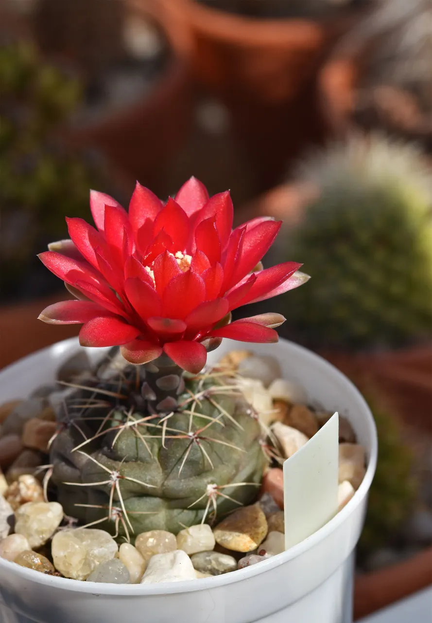 Gymnocalycium baldianum flower 1.jpg