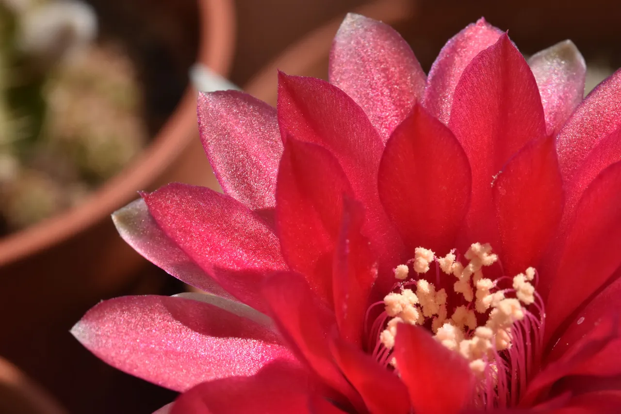 Gymnocalycium baldianum flower 3.jpg