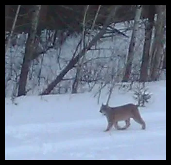 lynx walking by side of road.jpg