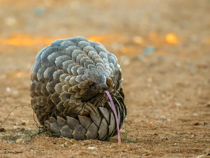 Pangolin-Photo-Credit-Ernie-Geyser-002.jpg