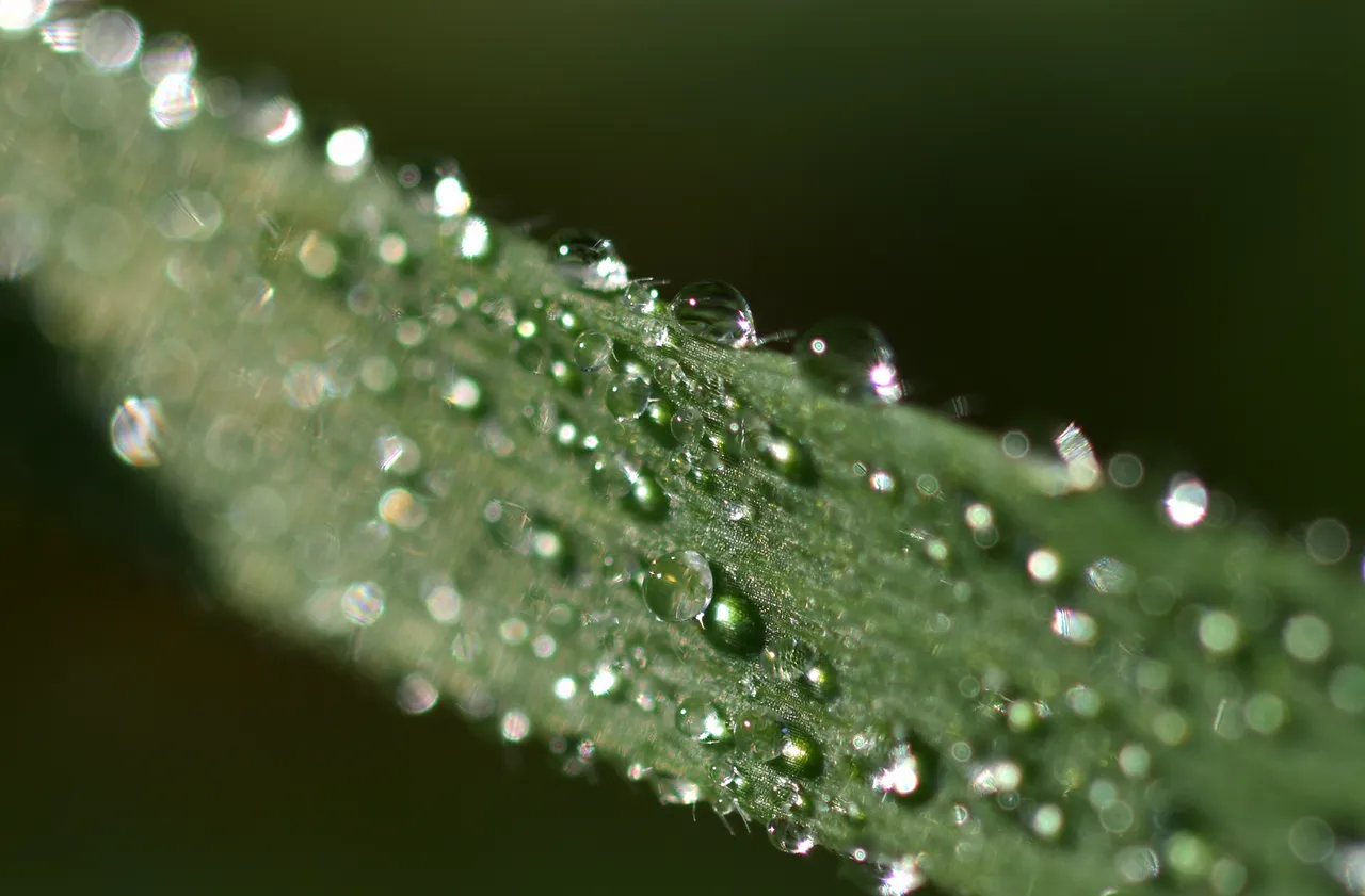 waterdrops macro grass bokeh 1.jpg