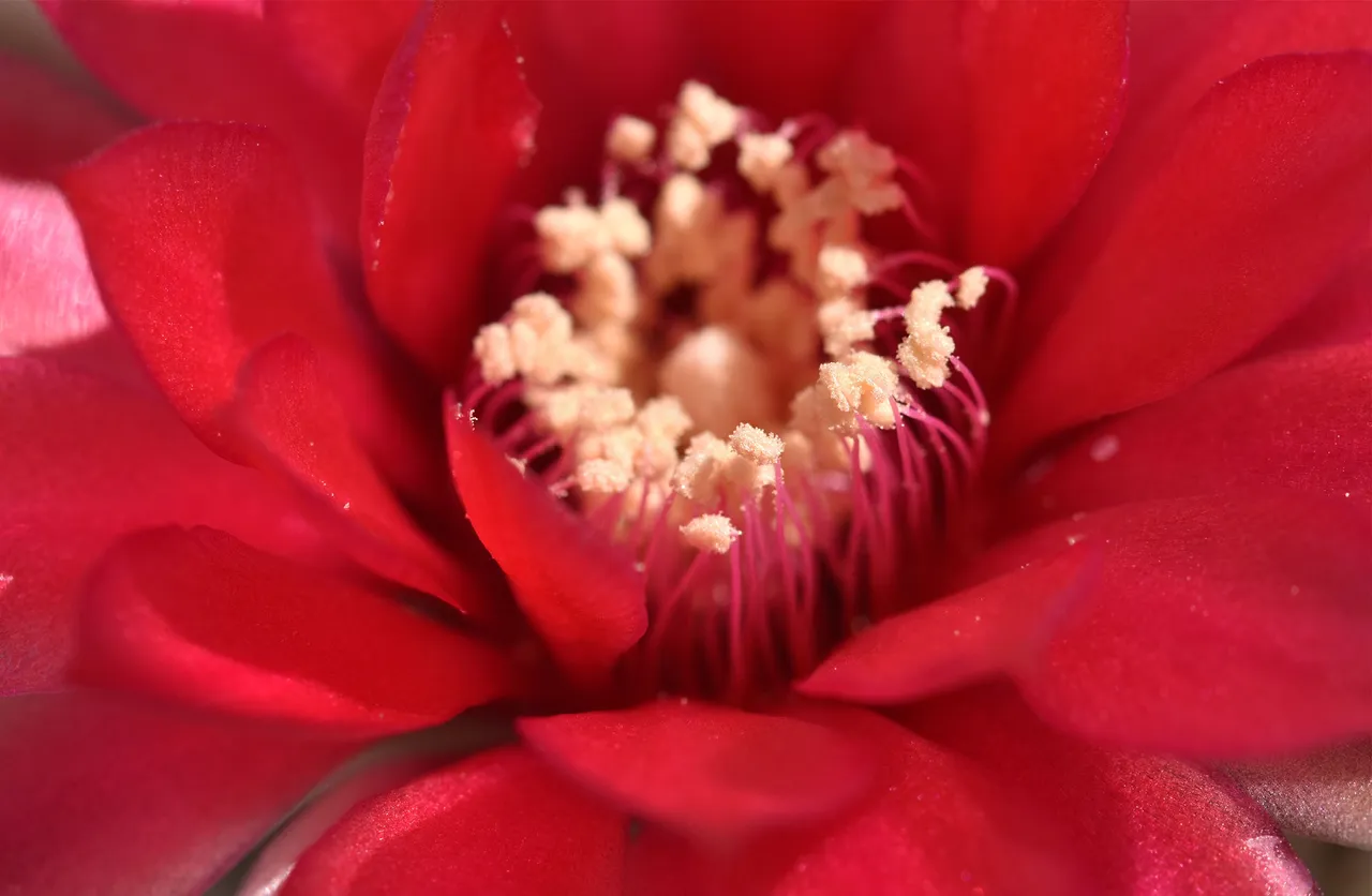 Gymnocalycium baldianum flower 4.jpg