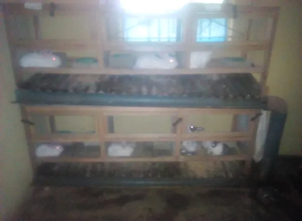 One-of-the-Hutch-at-ketcom-Rabbit-farm.jpg