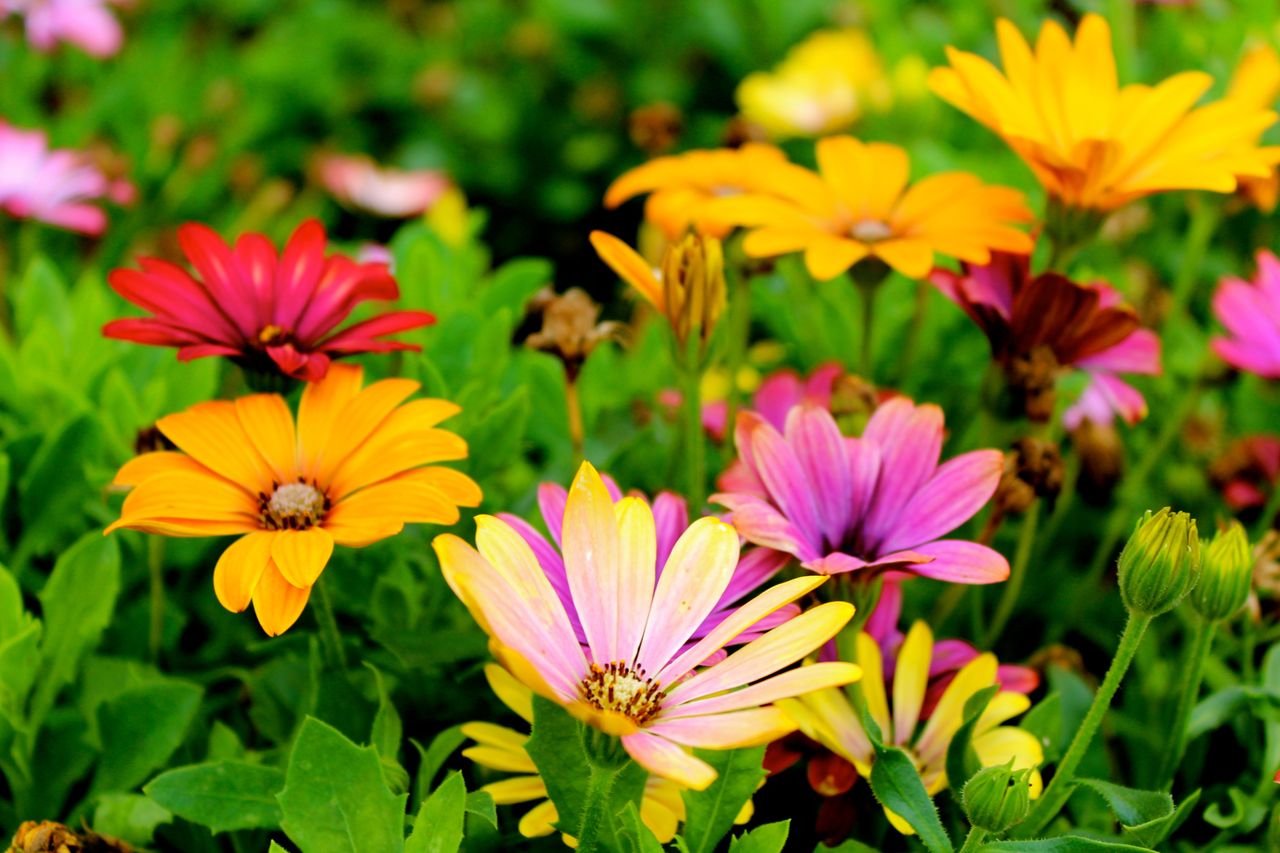 beautiful-blooming-blossom-blur-298246.jpg