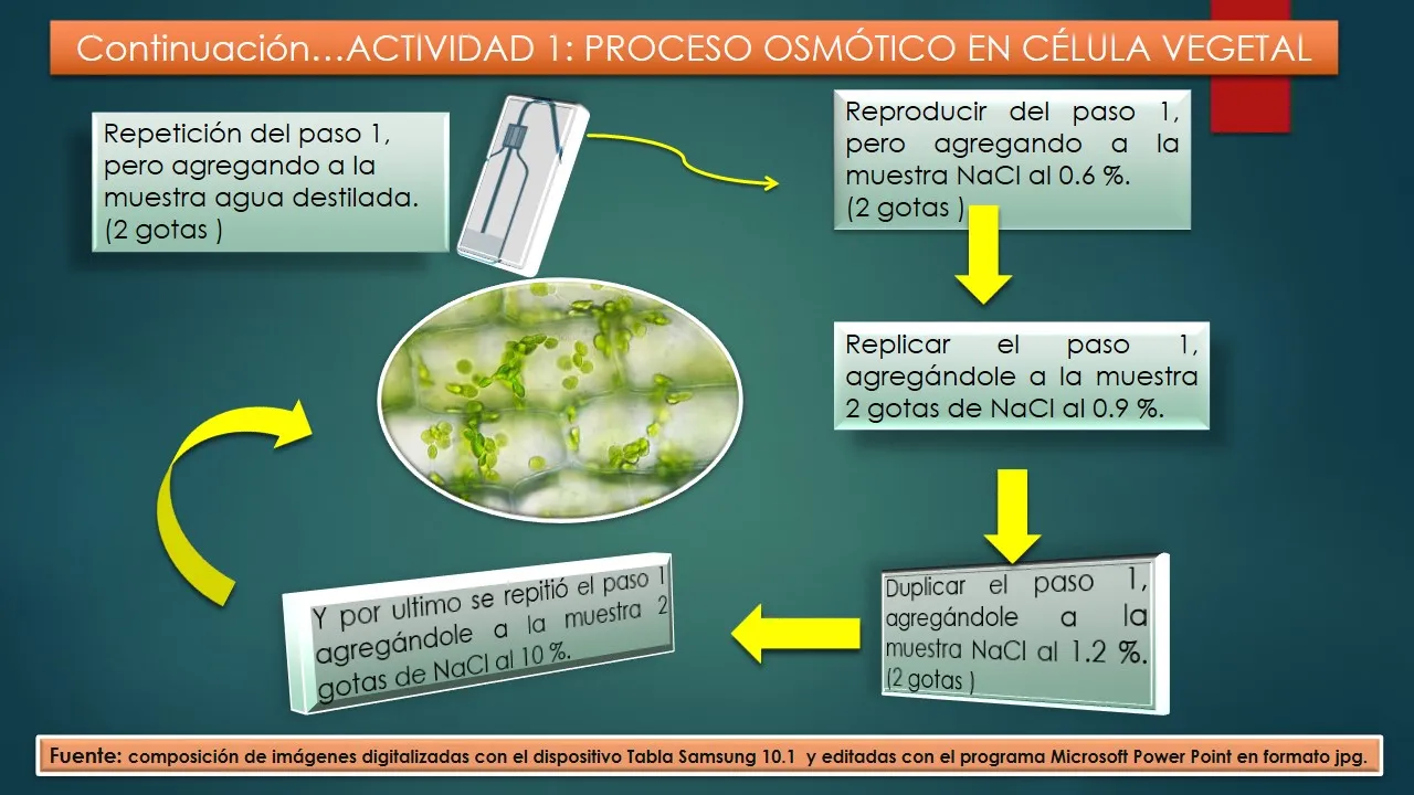 continuacionActividad_1_Osmosisvegetal.JPG